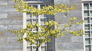 Cornus alternifolia ‘Yellow Spring’ ©Pépinières botaniques Cornus alternifolia ‘Yellow Spring’ ©Pépinières botaniques